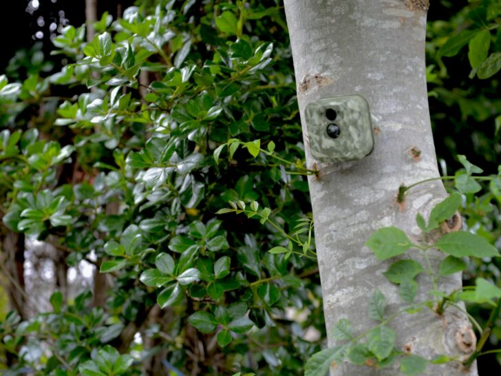 A green colored camera placed on a tree