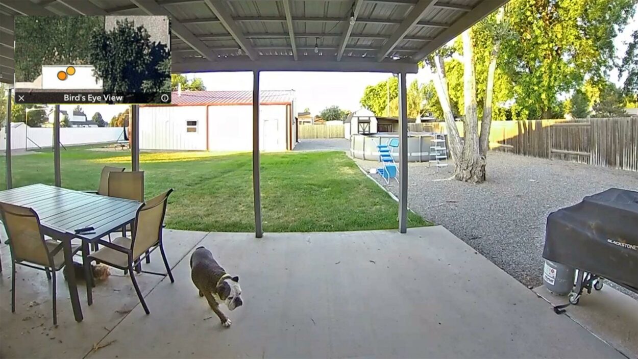 A dog o the backyard walking beside a dinning table