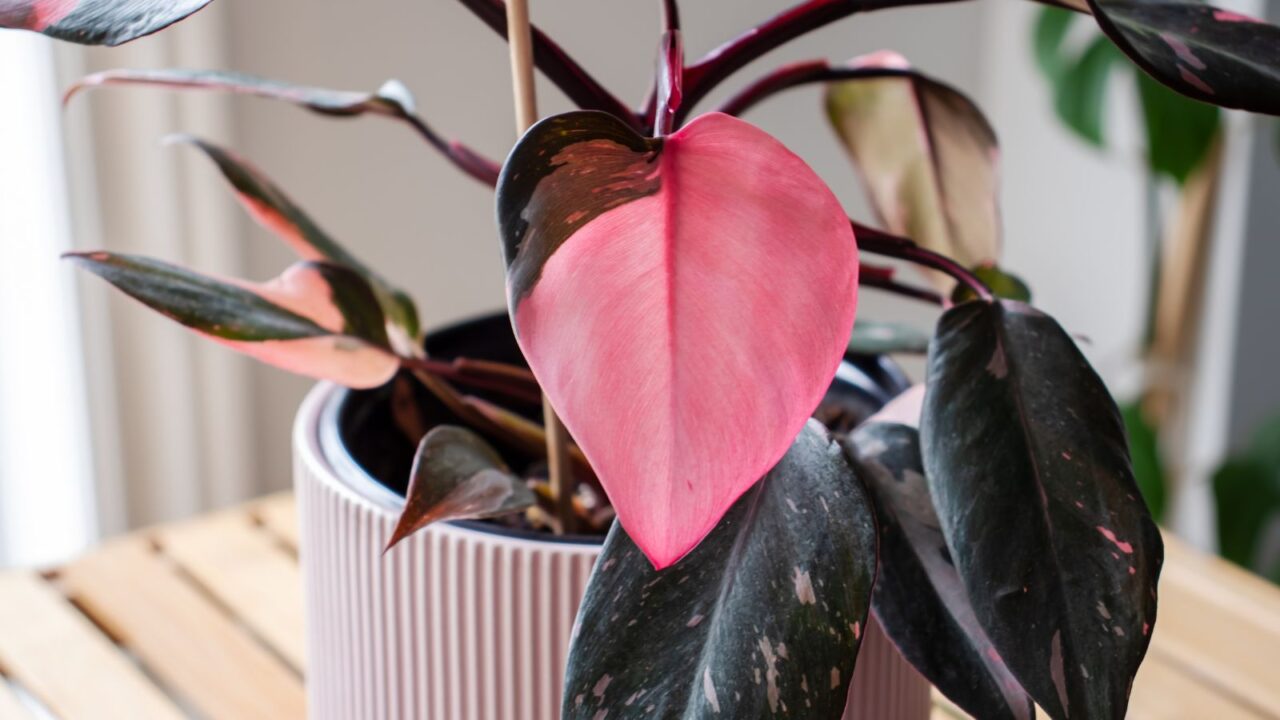 Philodendron Pink Princess