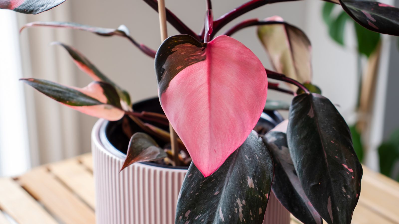 14 Pink Houseplants to Make Your Home Decor Pop