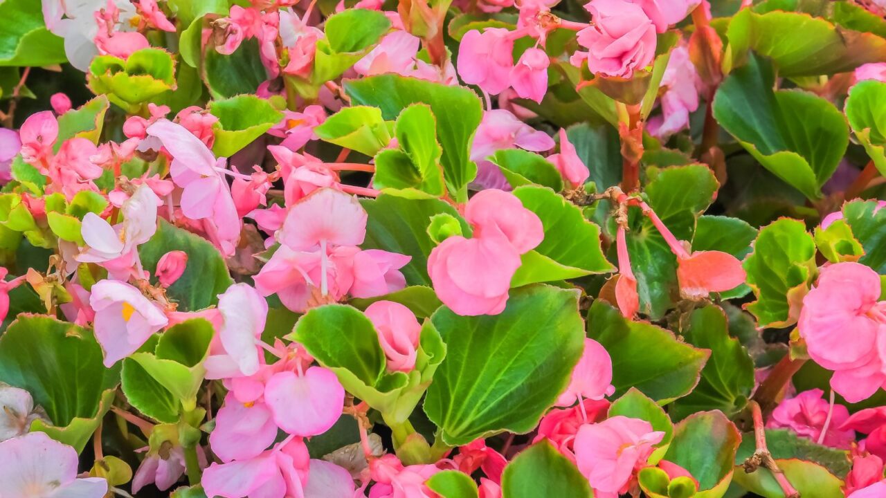 It is photo of pink Begonia flower (Begonia semperflorens) in sunny midday. Its a view of blooming pink flower in garden. It's close up view of colorful begonia flower bed. It's flower background