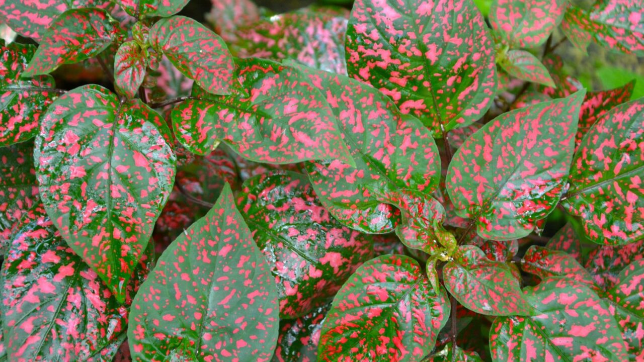 Hypoestes phyllostachya, the polka dot plant, is a species of flowering plant in the family Acanthaceae