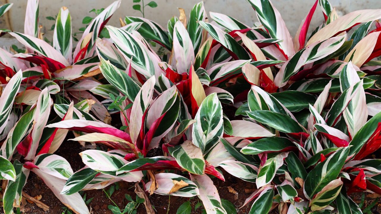 Stromanthe aka calathea triostar, a beautiful ground cover plant