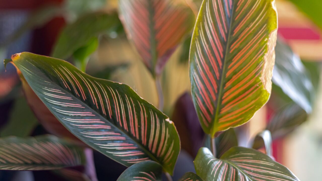 Calathea Ornata or Calathea Pinstripe or Pinstripe plant is indoor plant with pink stripes on its green leaves.