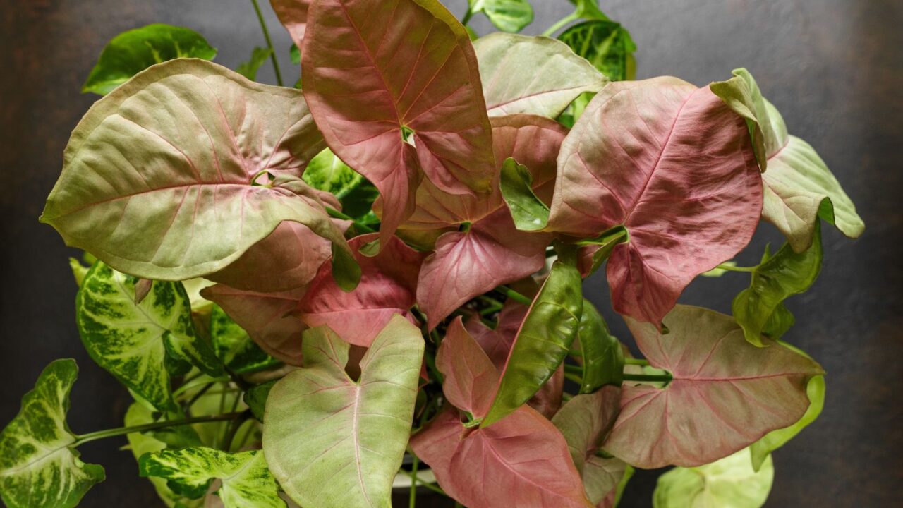 Syngonium Podophyllum Red Heart Plant with Pink Heart-Shaped Leaves over Dark Background.