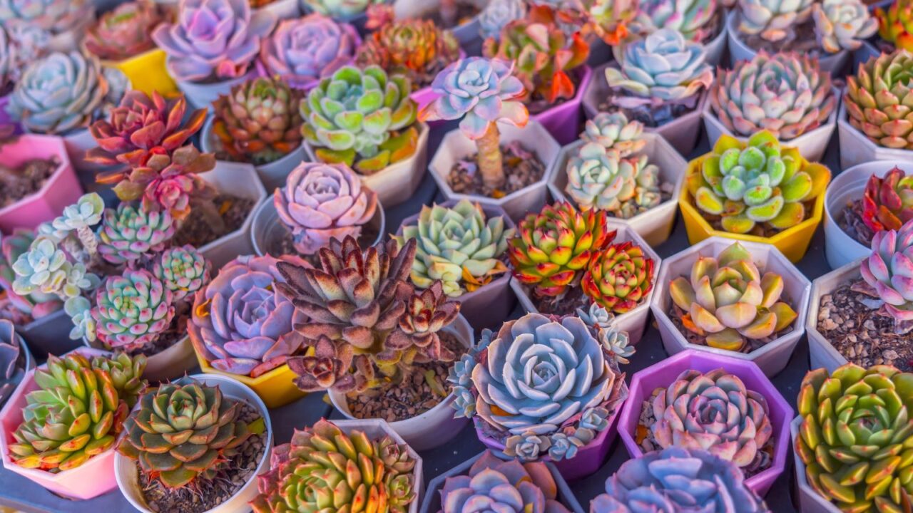 Green purple echeveria succulents collection.