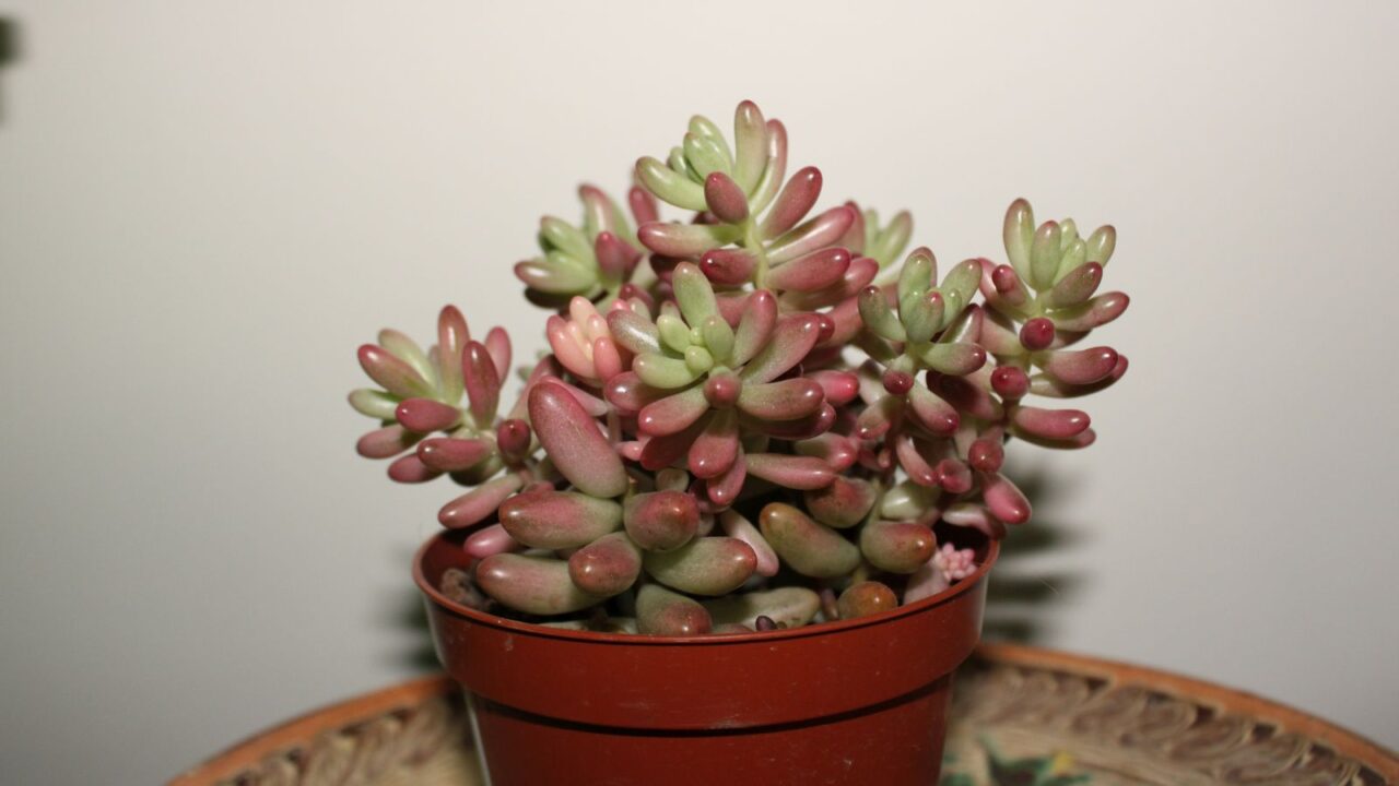 Sedum Rubrotinctum Aurora-Pink Jelly Beans plant in flower pot