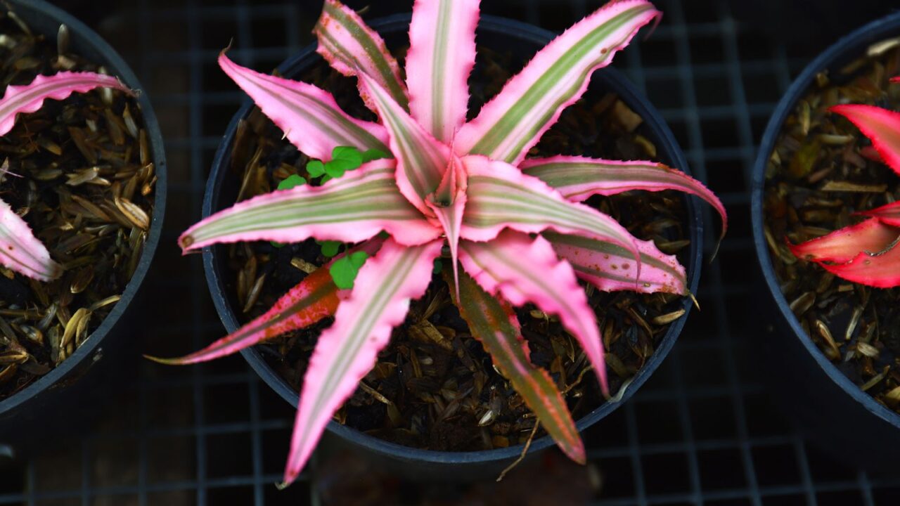 Cryptanthus bromelioides or Earth Star plant