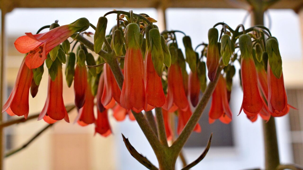 Close-up Beautiful Kalanchoe Flower, Red Bell Flower, Mother of Millions Flower