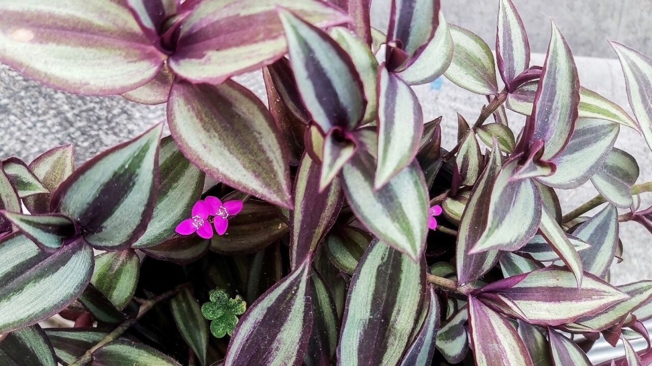 Fantasy Venice (Tradescantia albiflora var. “Nanouk)