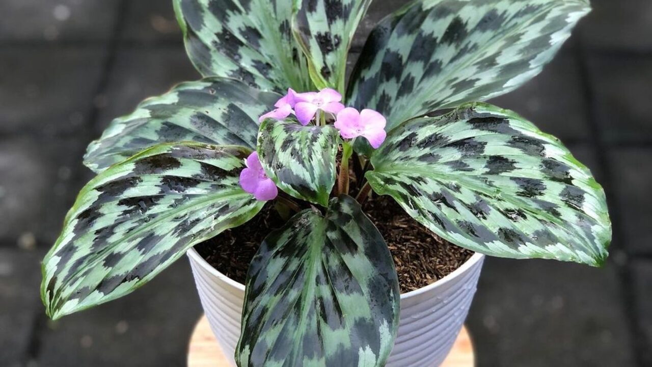 Calathea Peacock (Calathea makoyana), also known as Peacock Plant or Cathedral Windows, is a popular houseplant known for its stunning and intricate leaf patterns.