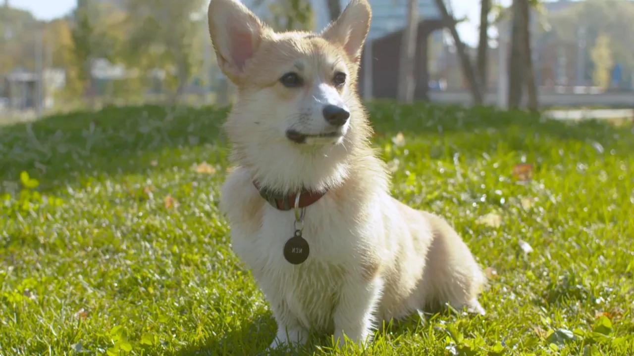 nice corgi dog sitting on the grass