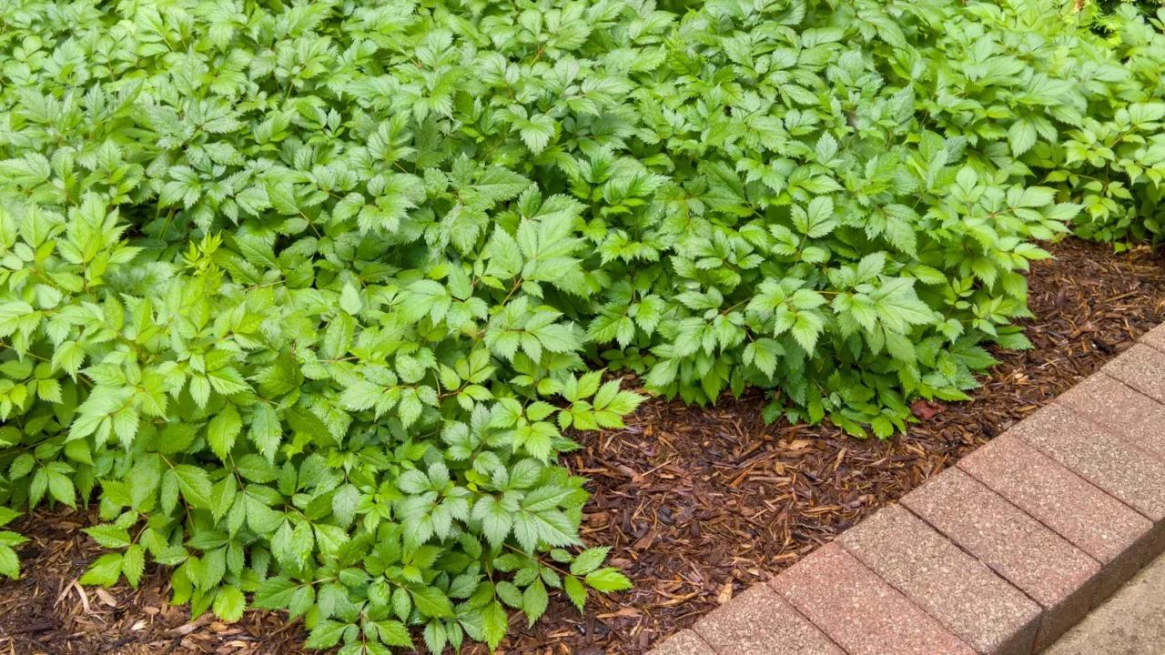 green leafy garden plants in a neat flowerbed with fresh