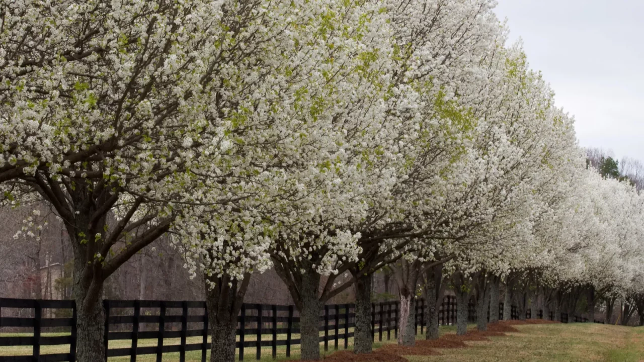 bradford pear trees in bloom