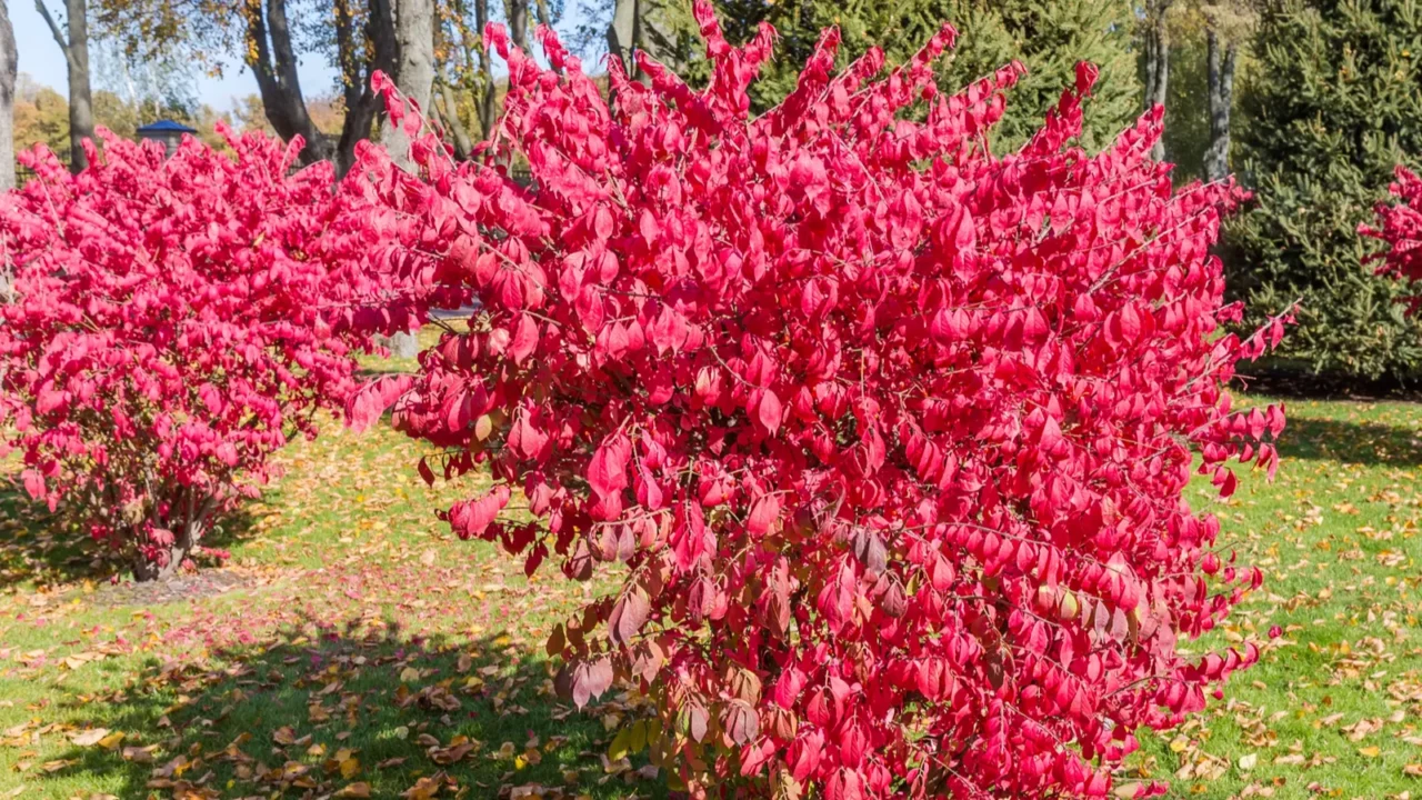 bushes of the euonymus alatus also known as burning bush