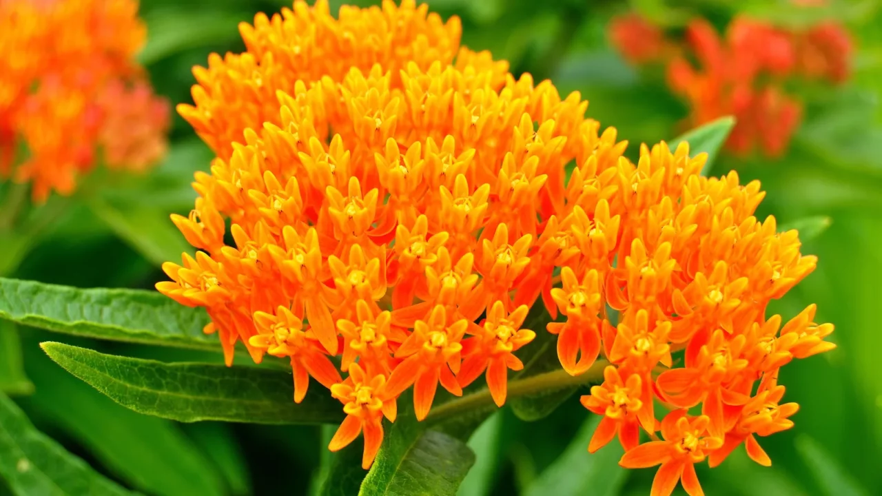 butterfly weed milkweed