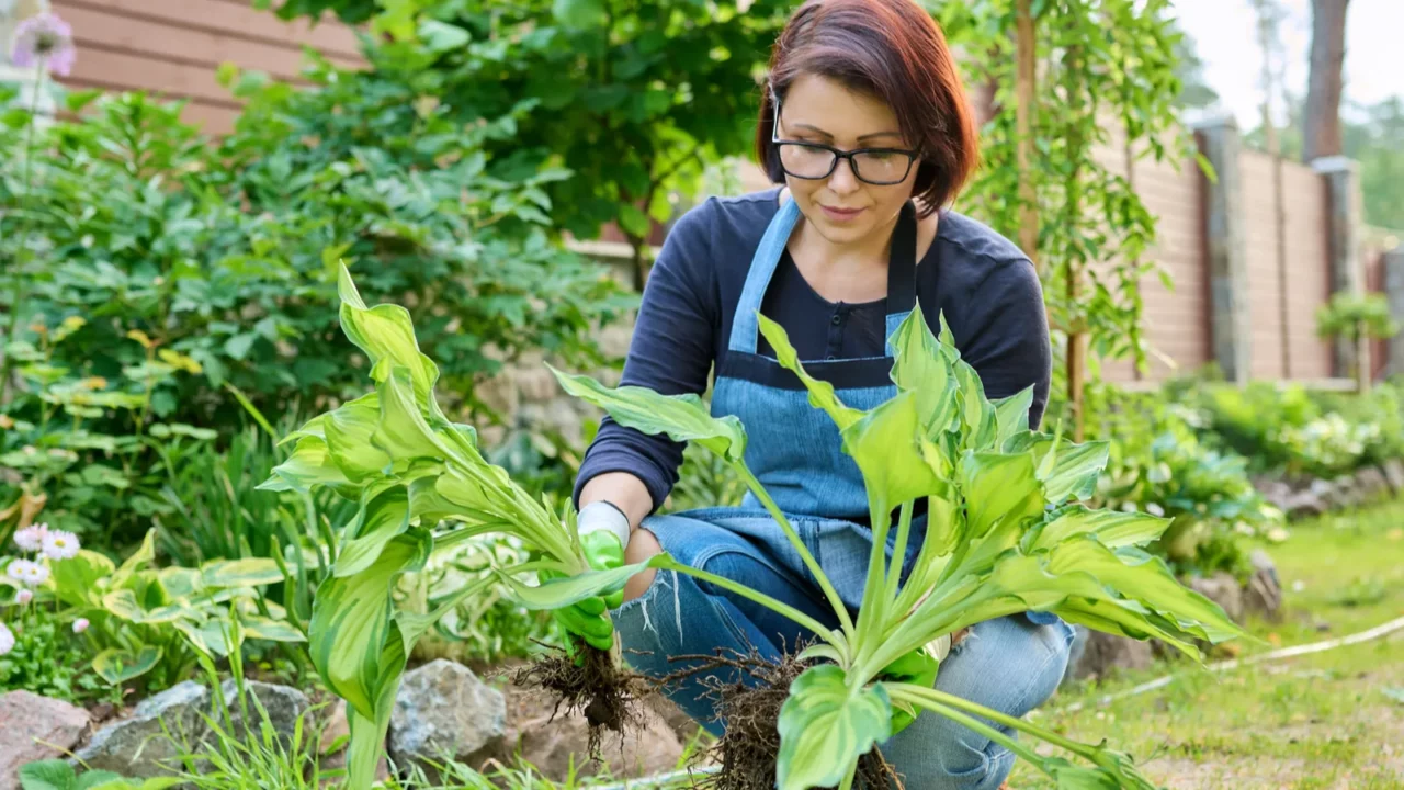 dividing hosta bush spring seasonal work in garden planting flower