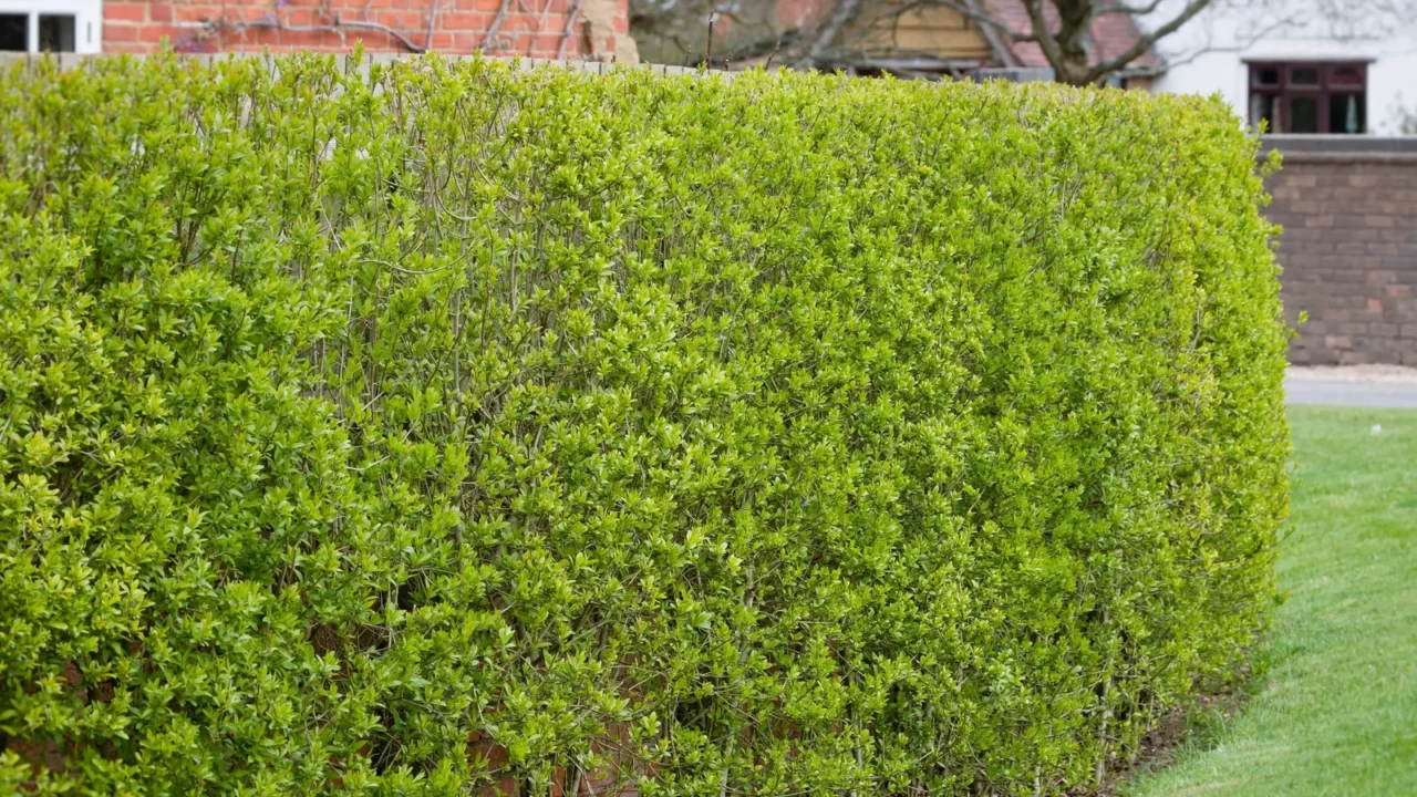 garden hedge wild privet ligustrum vulgare outside victorian house in