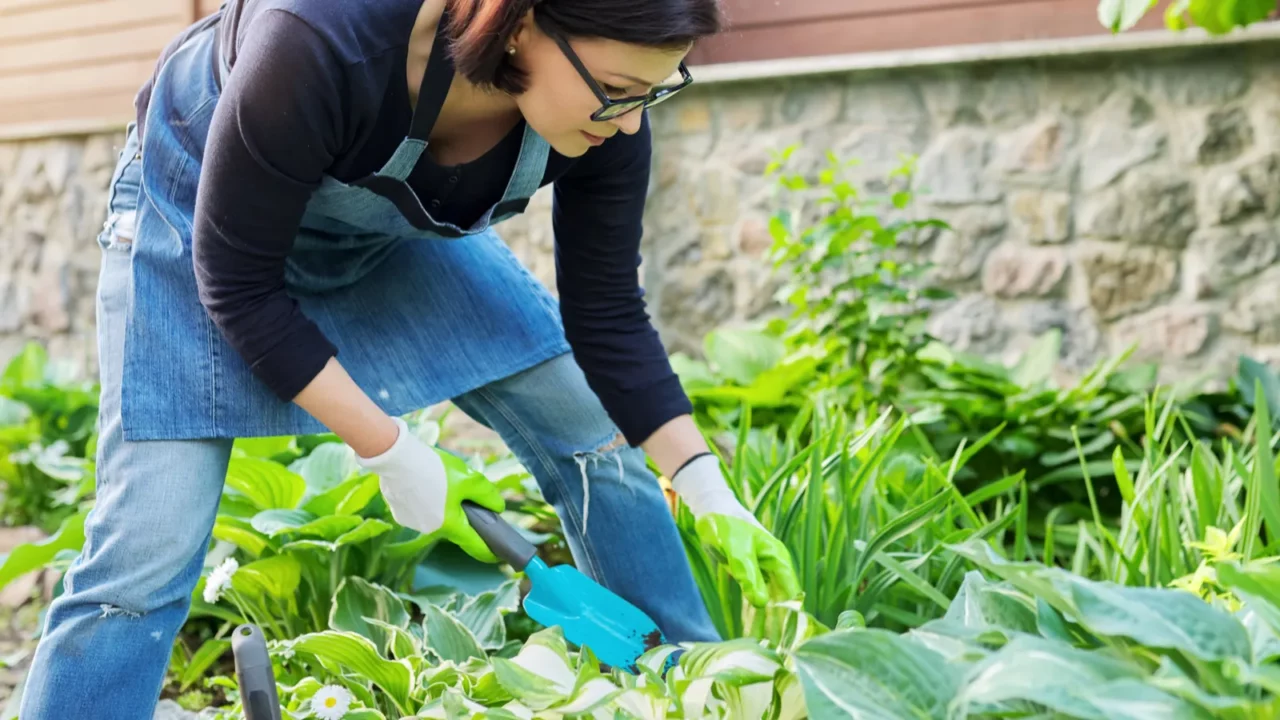 gardening flower beds female gardener working with plants in garden