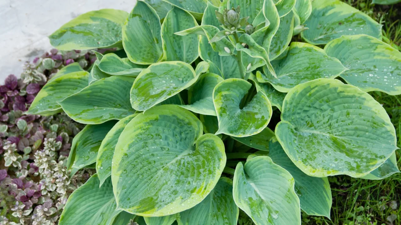 hosta plant with buds