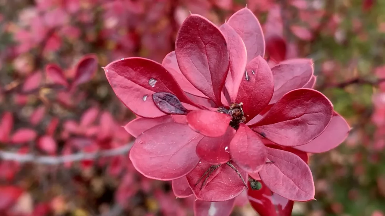 japanese barberry plant in autumn