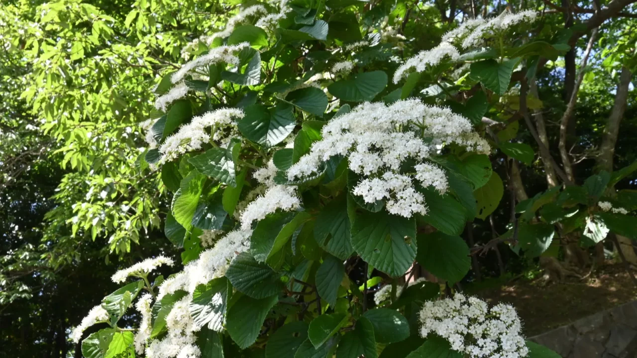 linden viburnum  viburnum dilatatum  flowers viburnaceae deciduous shrub
