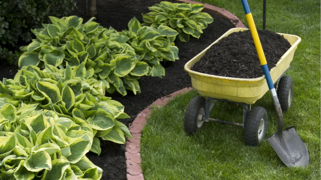 mulching around hostas
