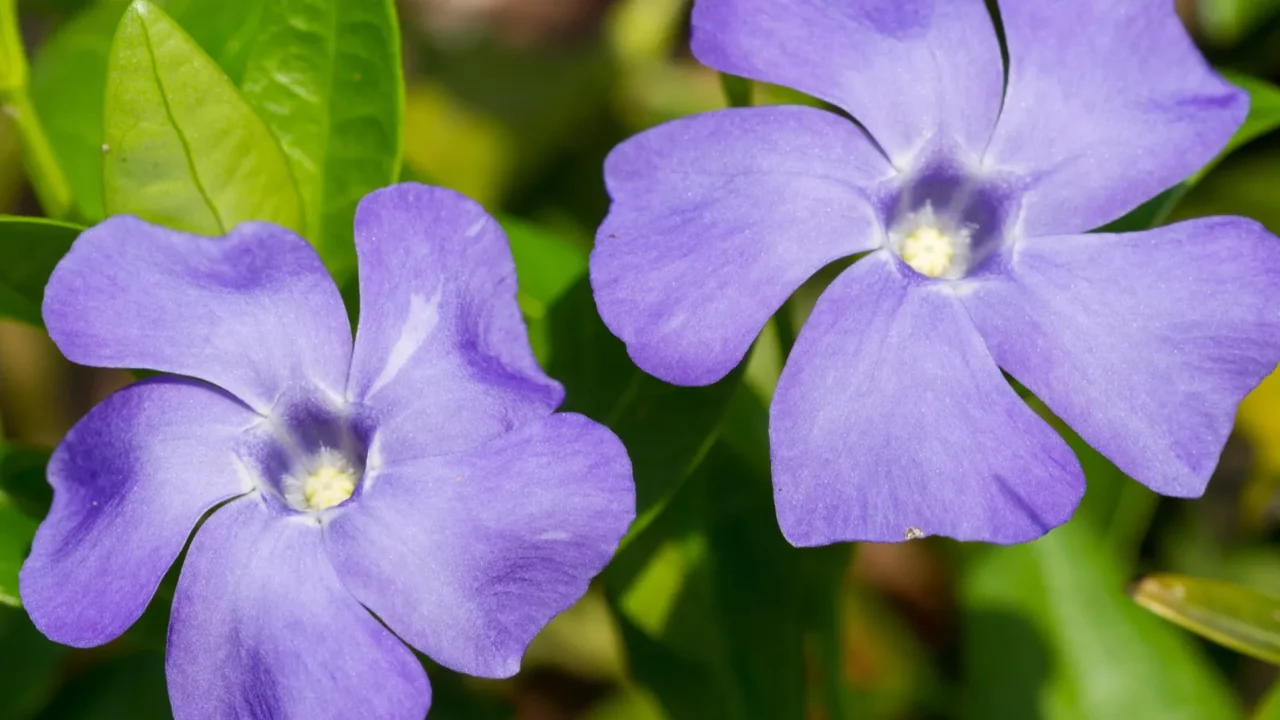 periwinkle flowers