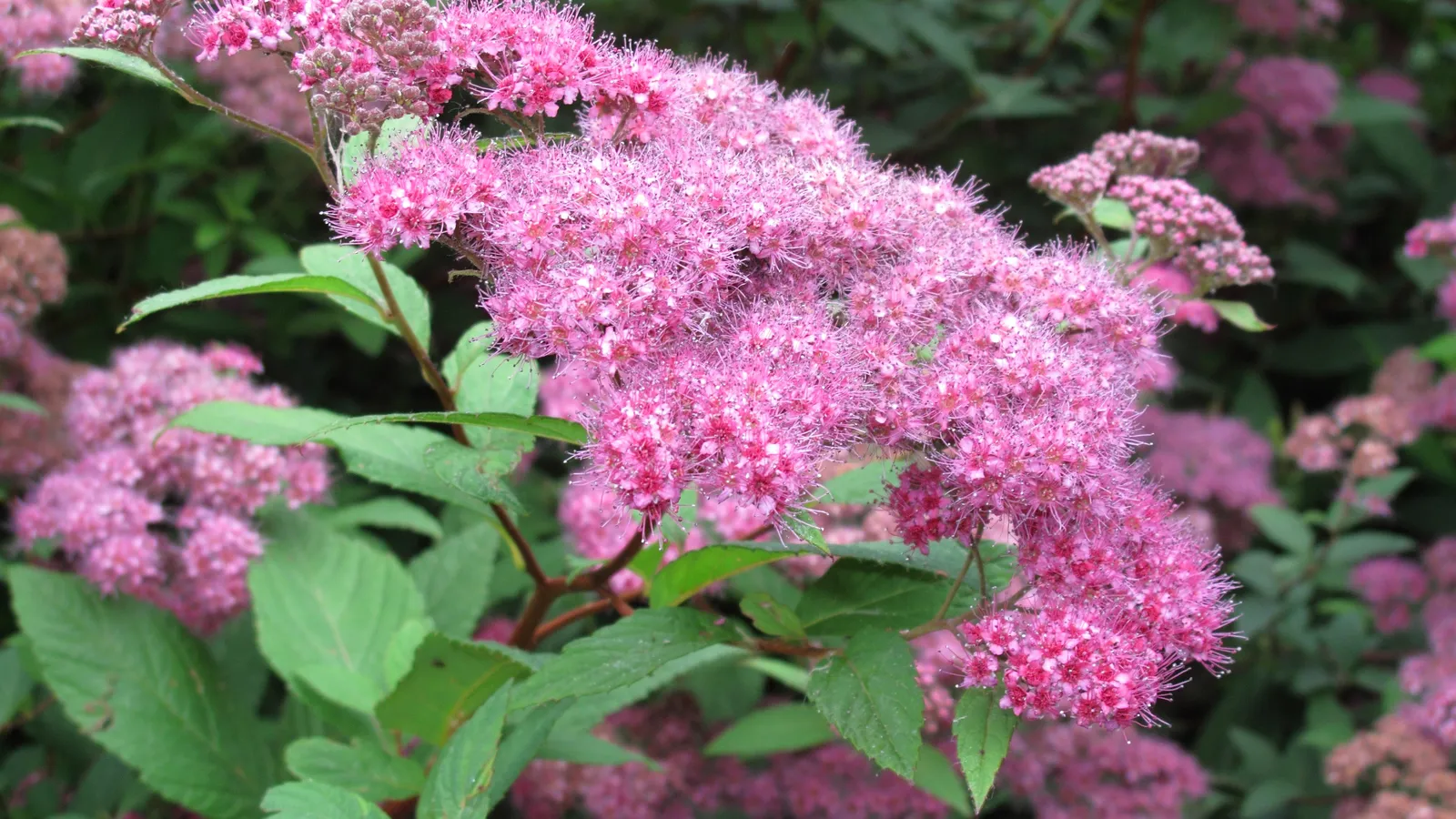 10 Plants That Could Destroy Your Yard