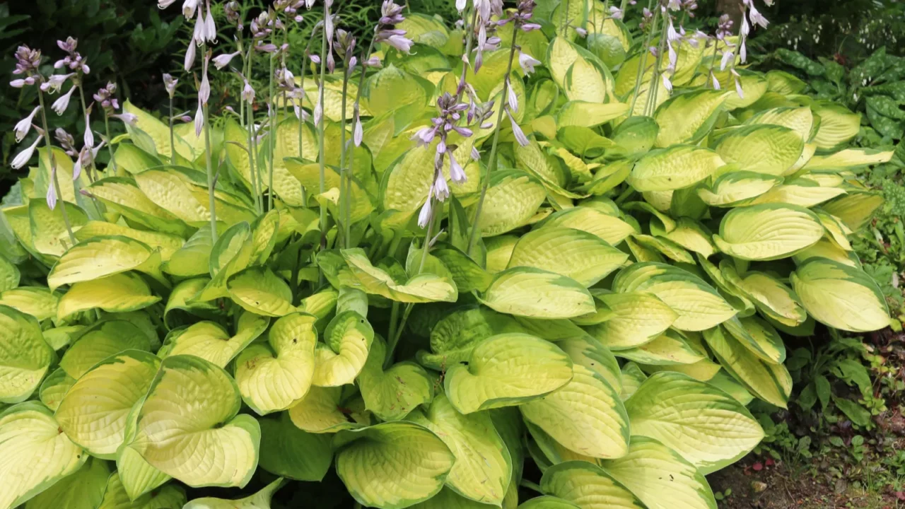 plantain lilies hosta growing in partial shade with pale lilac
