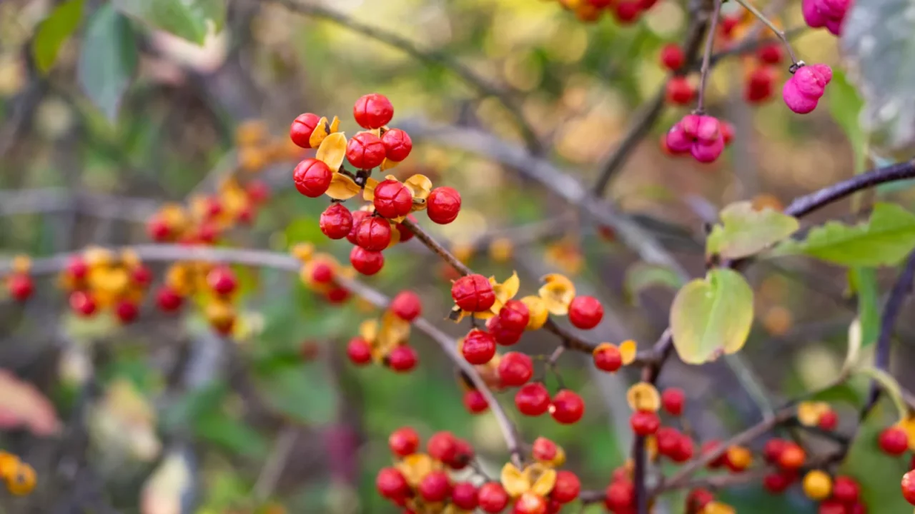 red oriental bittersweet berries on a vine