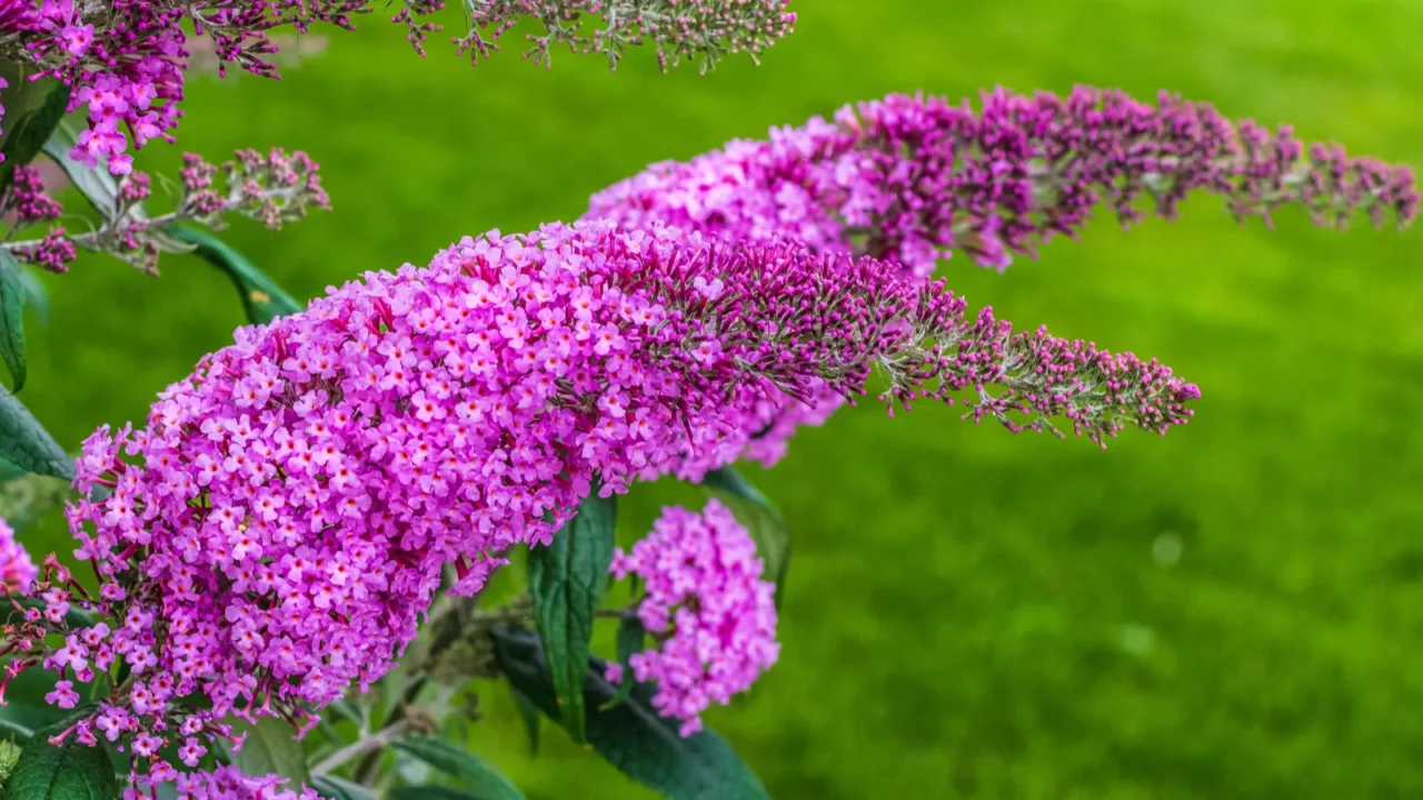 summer lilac butterflybush or orange eye is widely used as