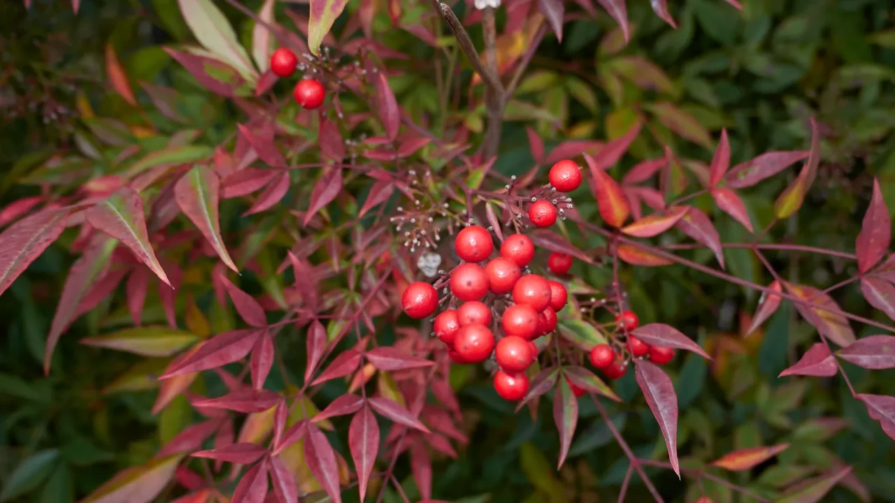 view of nandina domestica shrub
