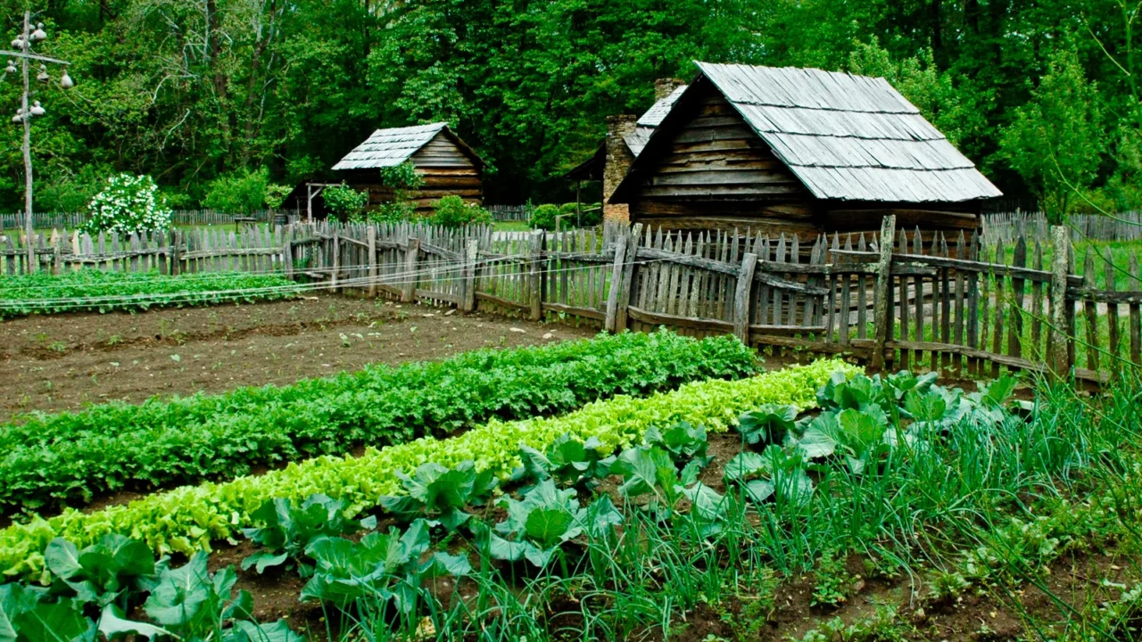 vegetable garden