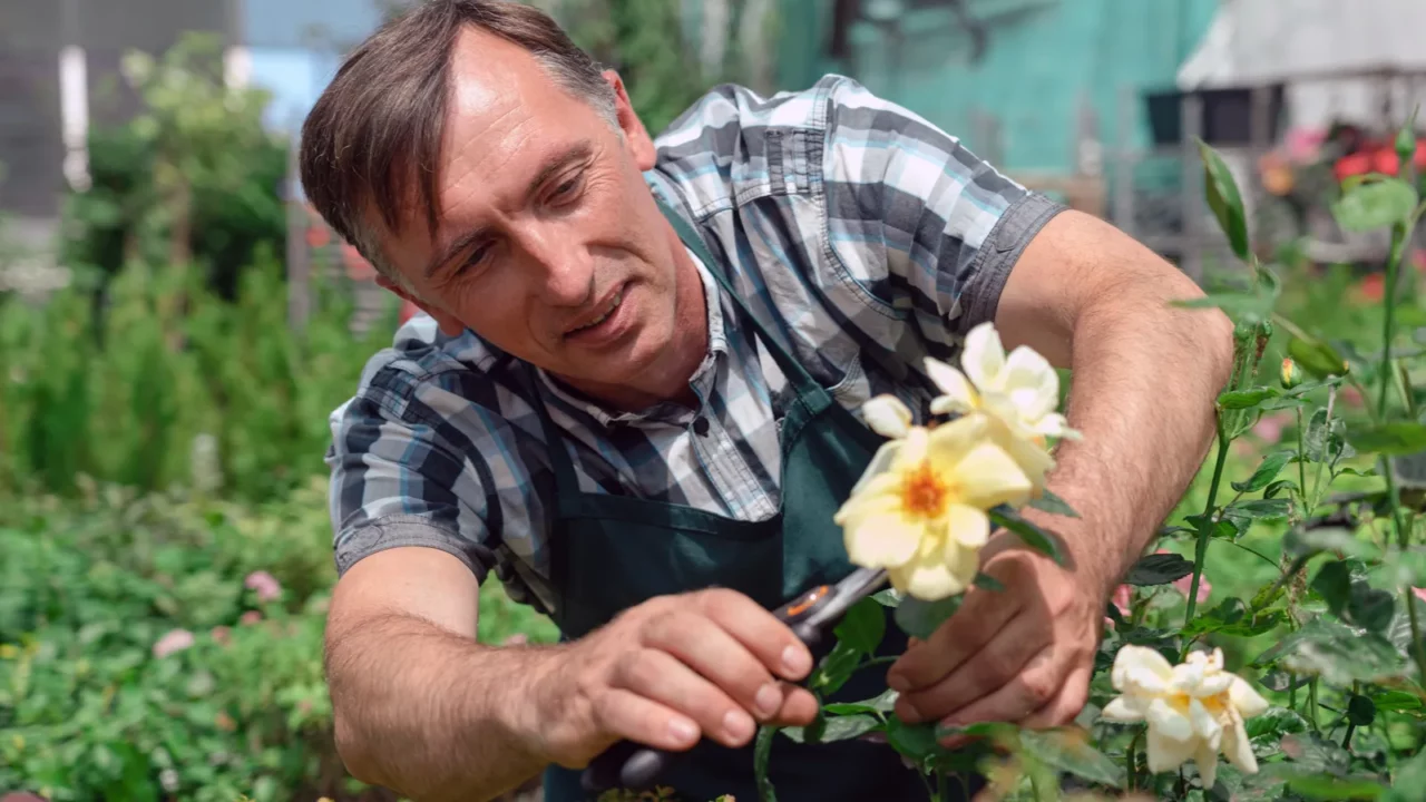 man gardener pruning rose plants in the garden center