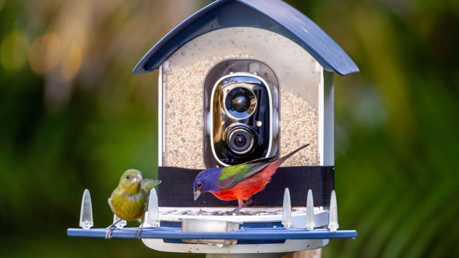 Kiwibit’s smart bird feeder makes spotting backyard visitors surprisingly addictive